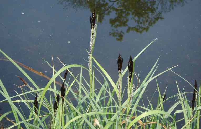 Common Sedge