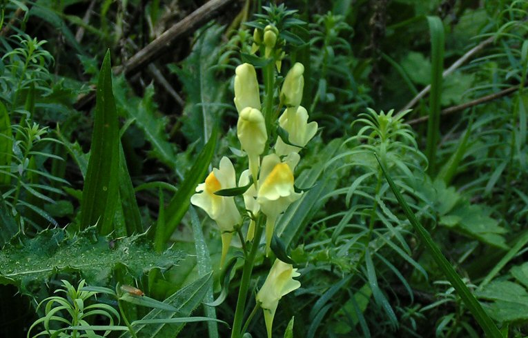 Common Toadflax