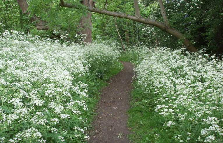 Cow Parsley
