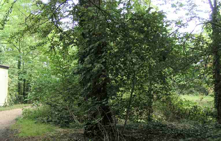 Large-flowered Cockspur Thorn