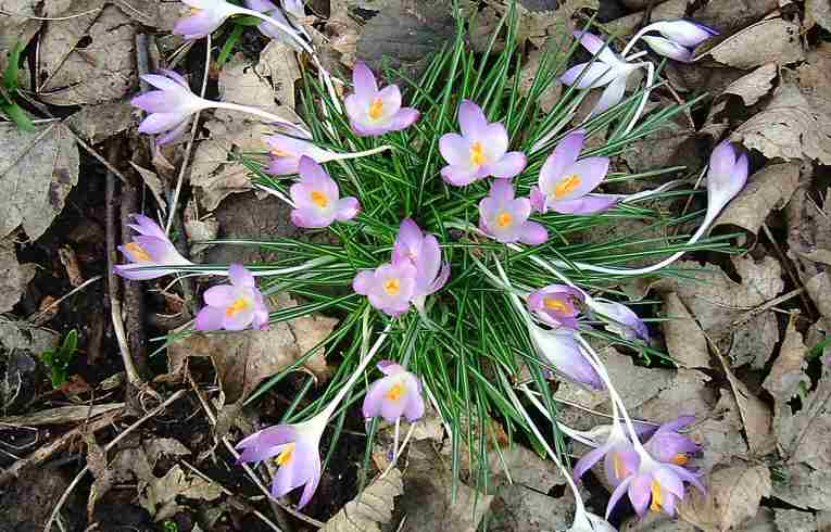 Early Crocus