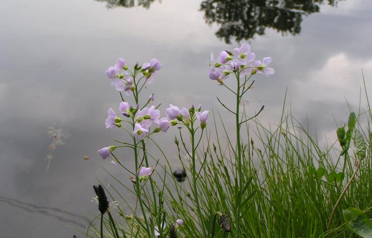 Cuckoo Flower