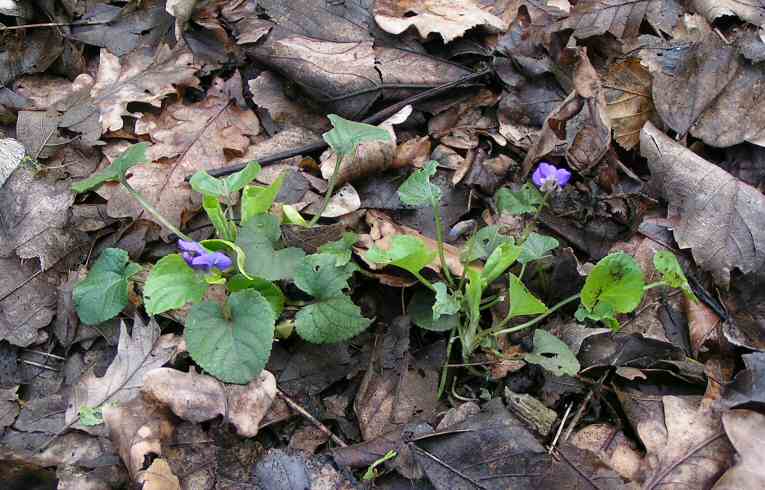 Common Dog Violet