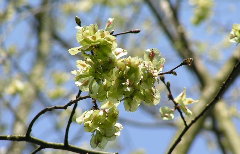 Ulmus sp.