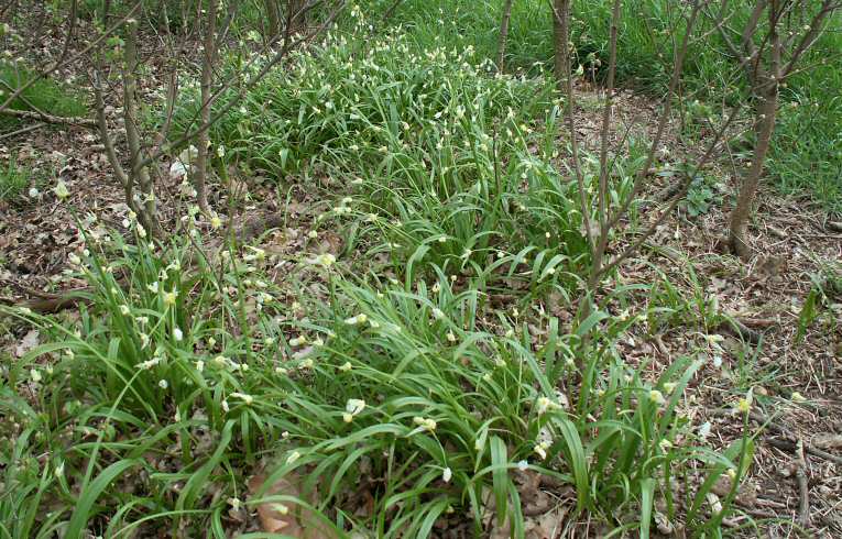 Few-flowered Garlic Allium paradoxum