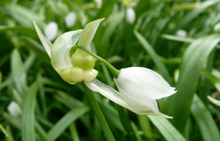 Few-flowered Garlic