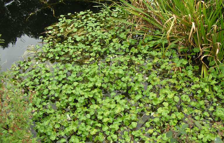 Hydrocotyle ranunculoides