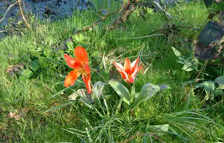 Garden Tulip