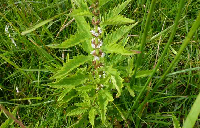 Gipsywort