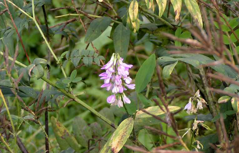 Goat's Rue