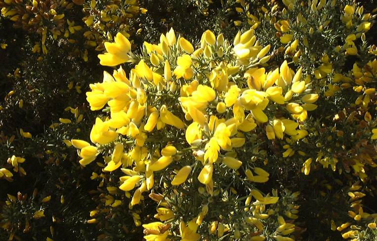 Gorse