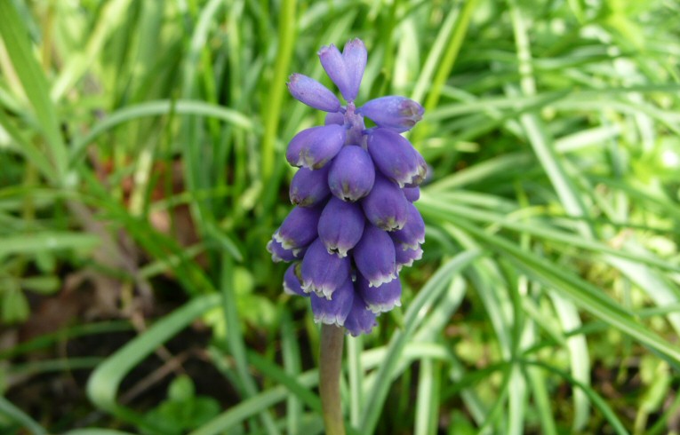 Grape Hyacinth