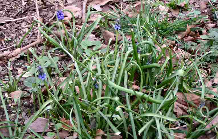 Grape Hyacinth