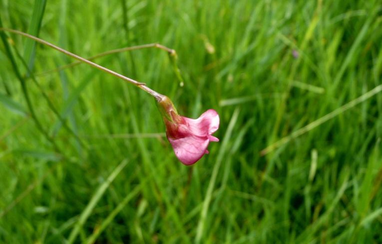 Grass Vetchling