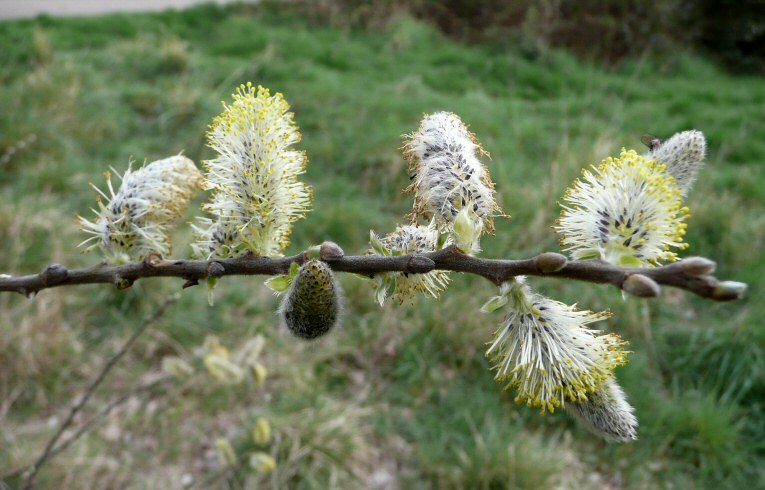 Great Sallow