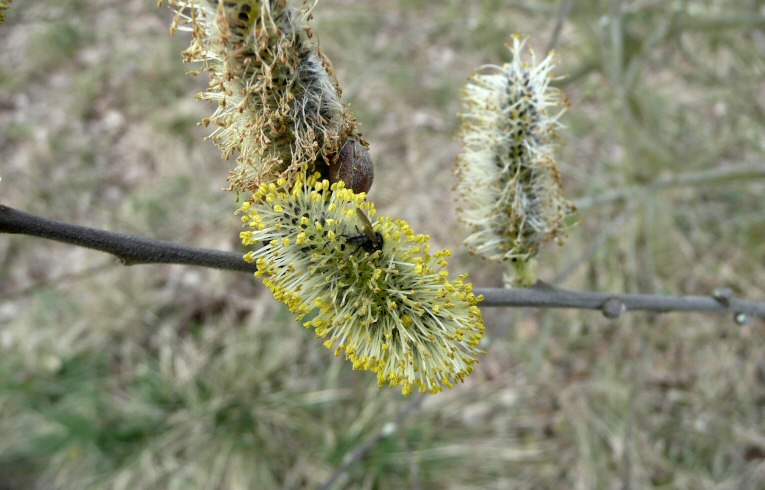 Great Sallow