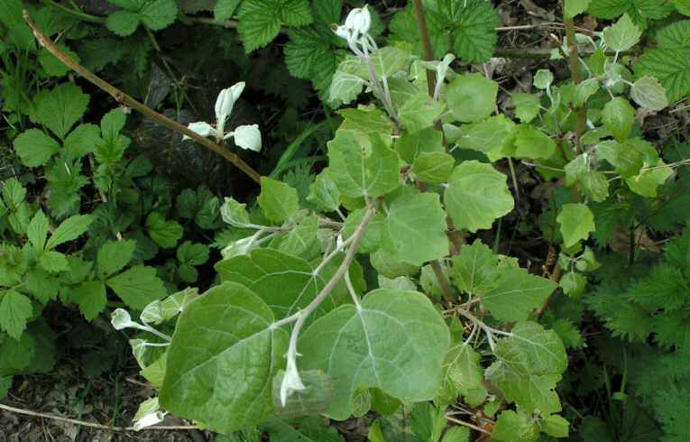 Populus canescens