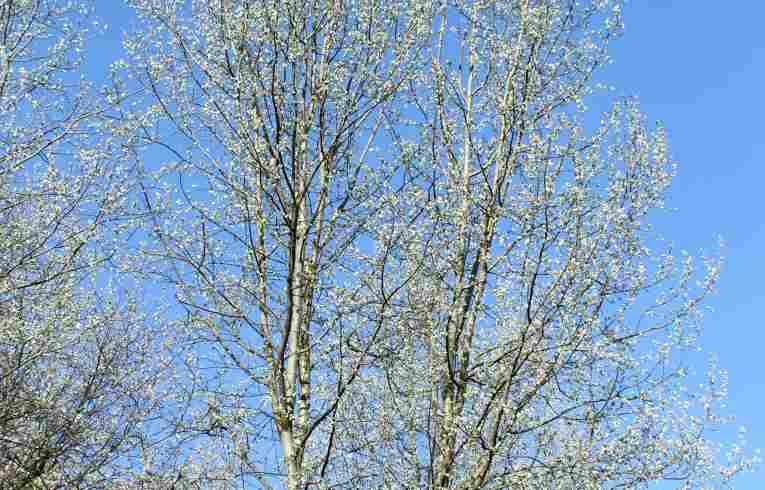 Grey Poplar