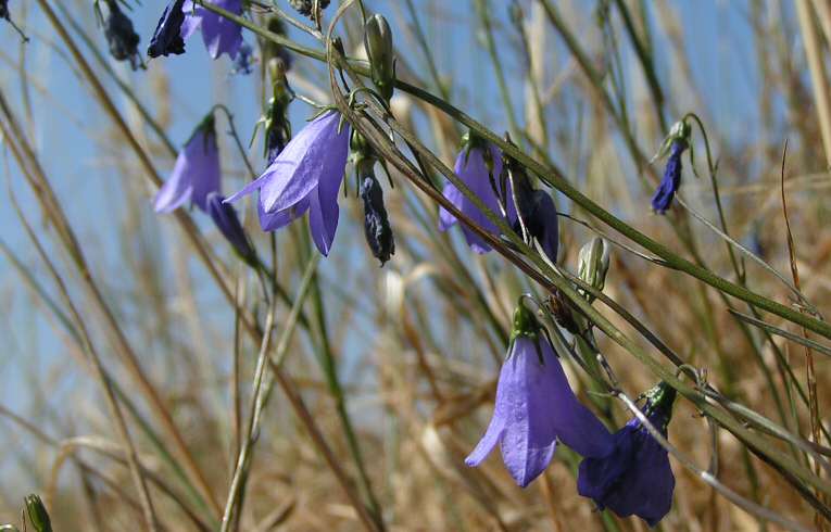 Harebell