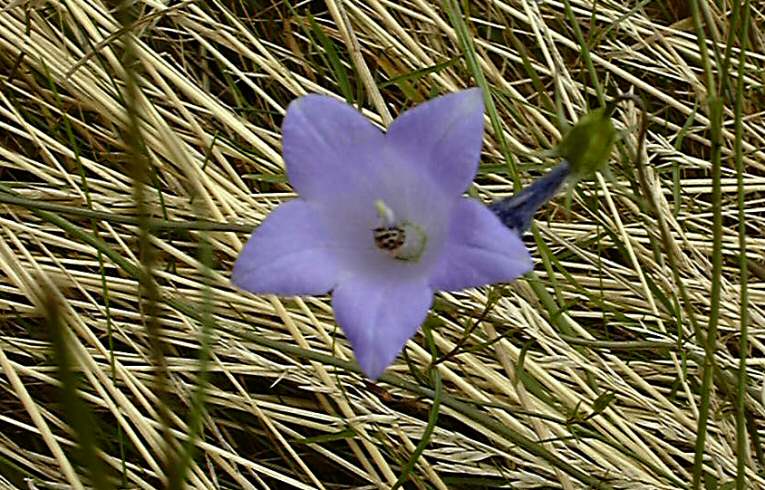 Harebell