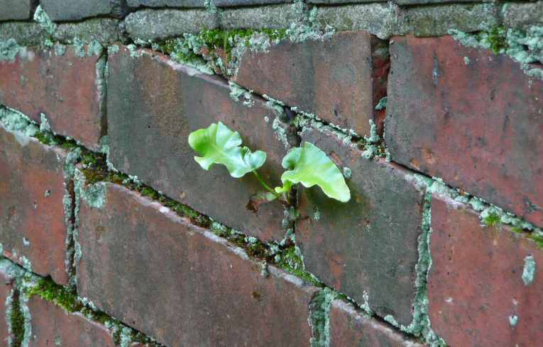 Hart's-tongue Fern
