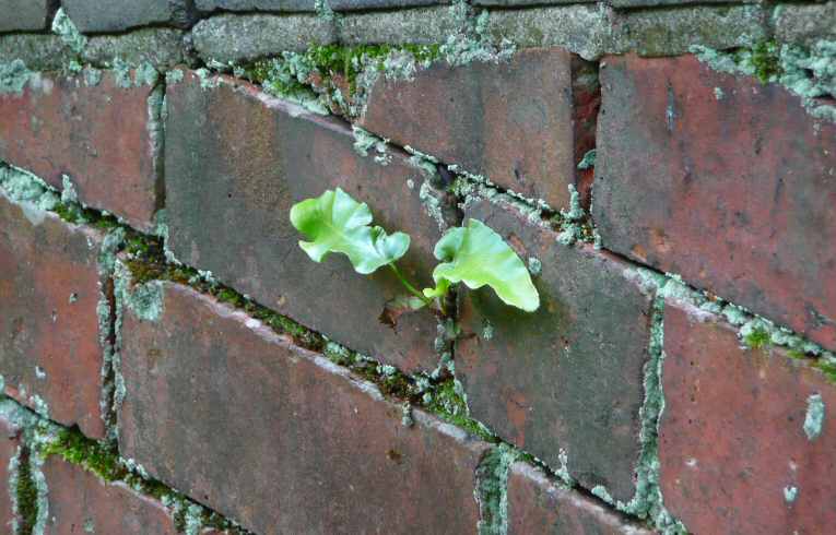 Hart's-tongue Fern