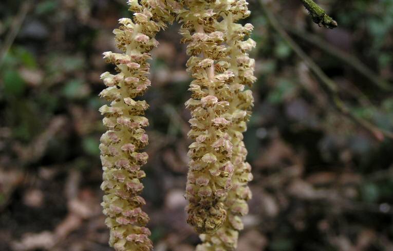 Hazel Corylus avellana