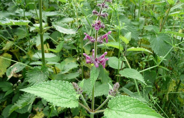 Hedge Woundwort