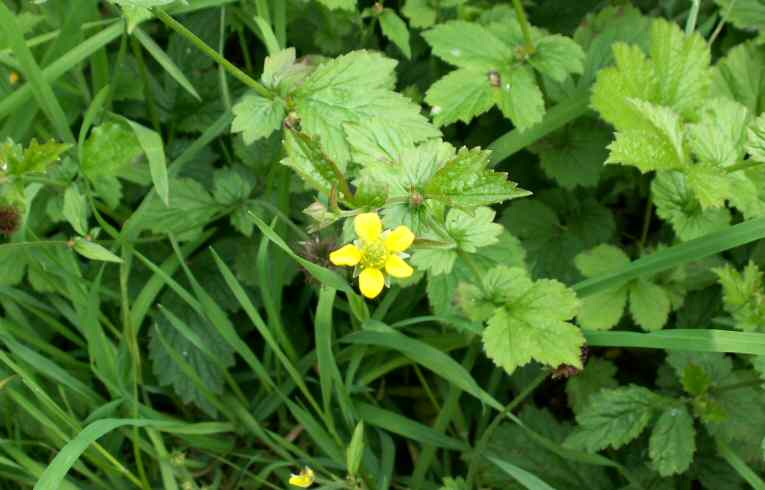 Herb Bennet