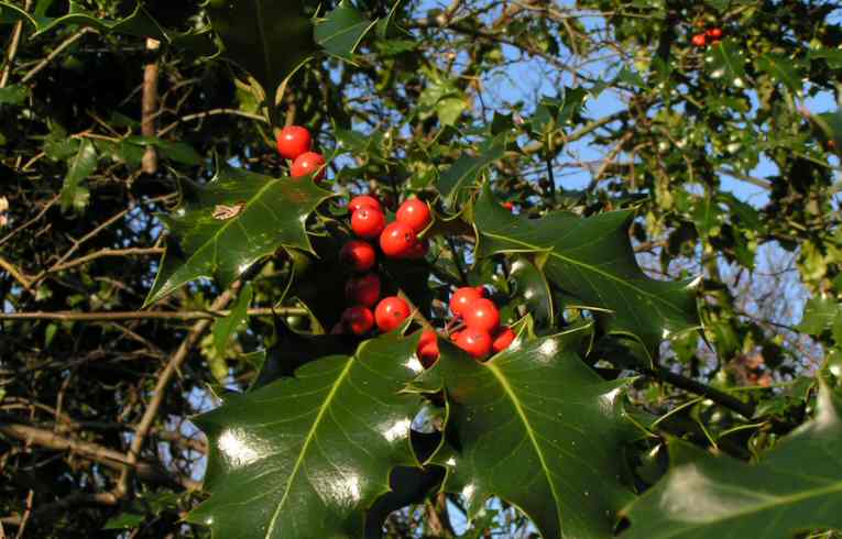 Holly Ilex aquifolium