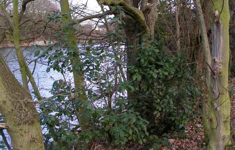 Quercus ilex