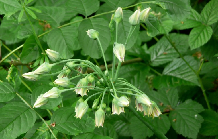 Butomus umbellatus