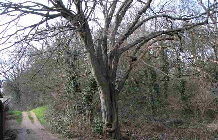 Hornbeam