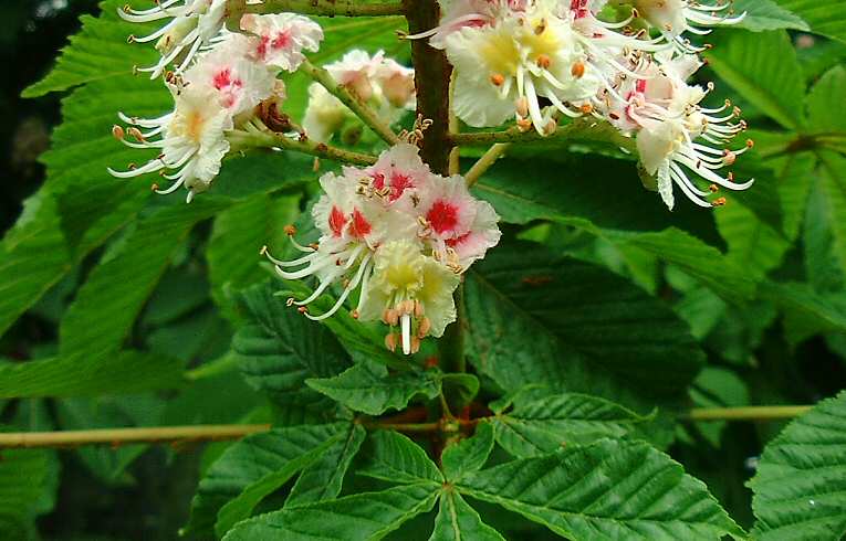 Horse Chestnut