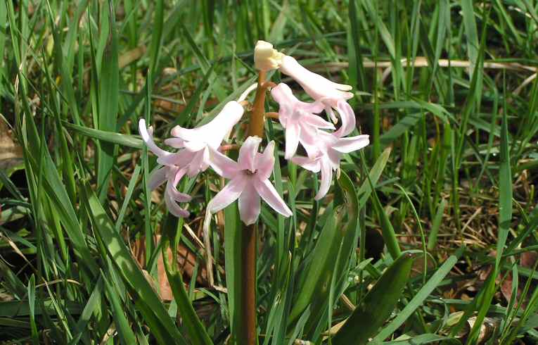 Hyacinth