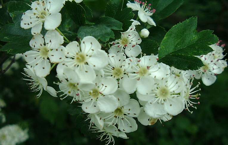 Hybrid Hawthorn