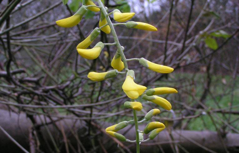 Laburnum