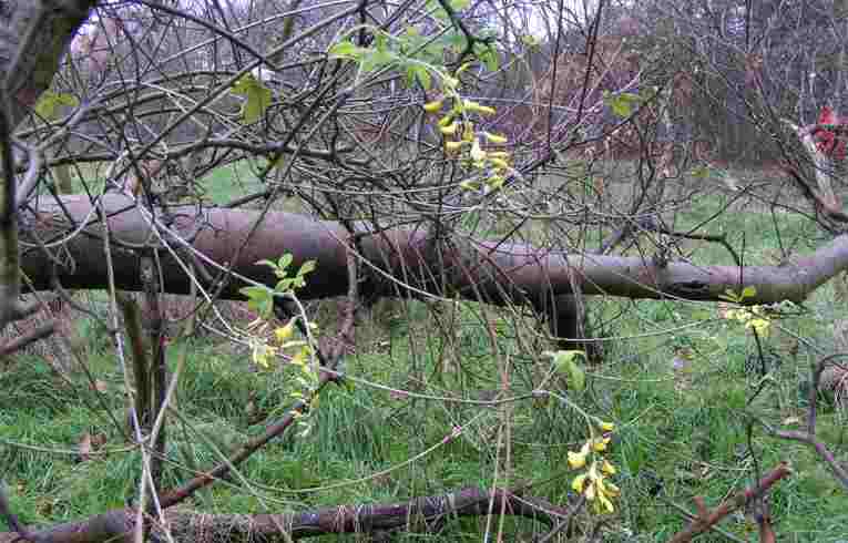 Laburnum Laburnum anagyroides
