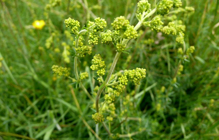 Lady's Bedstraw