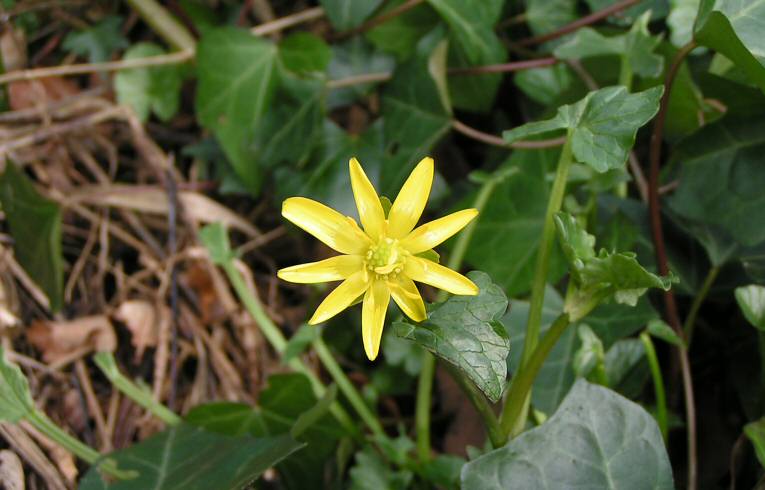 Lesser Celandine