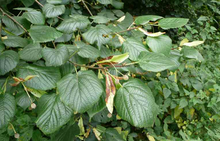 Caucasian Lime