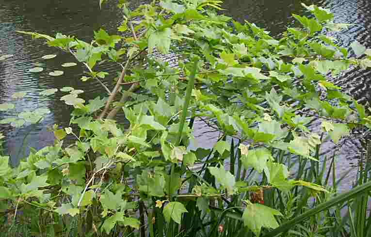 London Plane