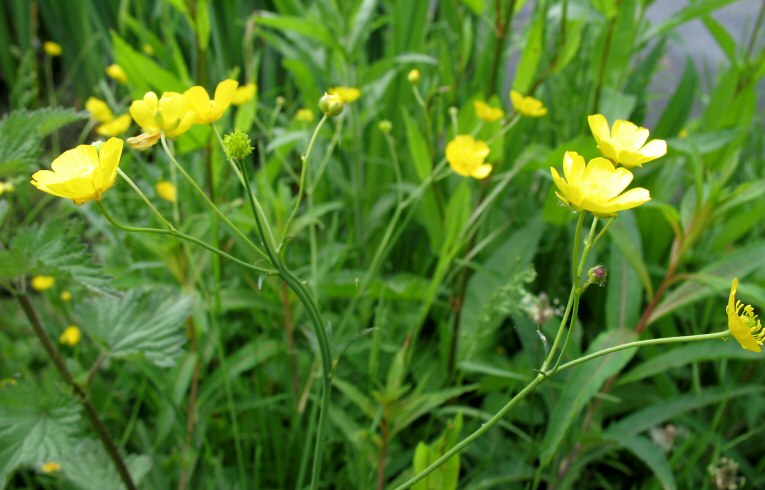 Meadow Buttercup