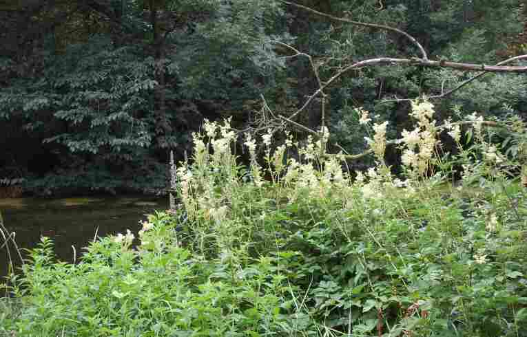 Meadowsweet