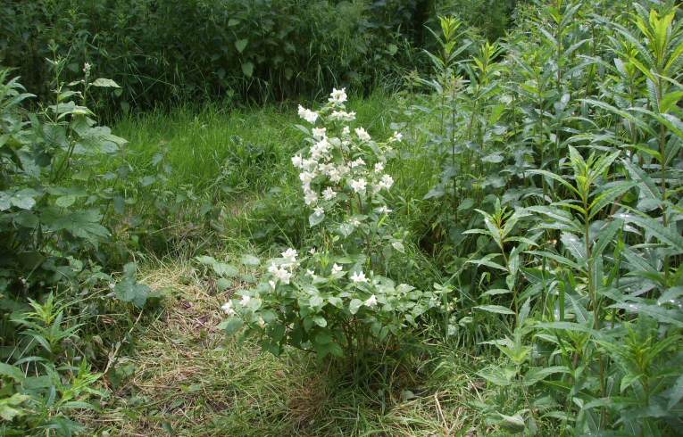 Mock Orange