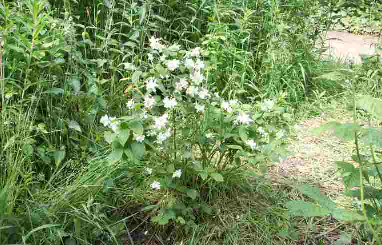 Mock Orange