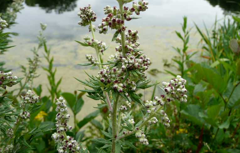 Mugwort