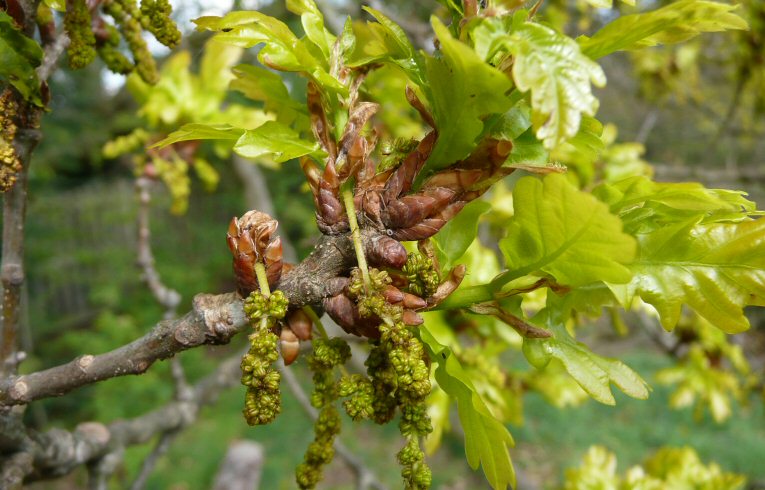 Pedunculate Oak