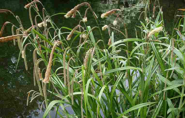 Pendulous Sedge 002