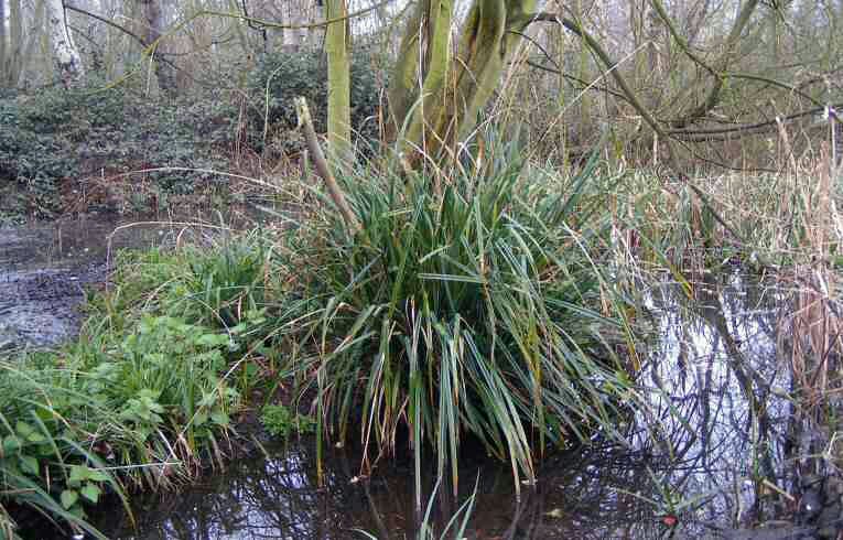 Pendulous Sedge